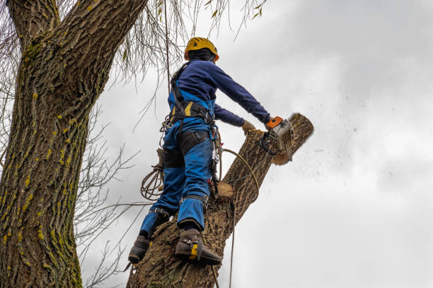 The Steps Involved in Our Tree Care Process in Geneva, AL